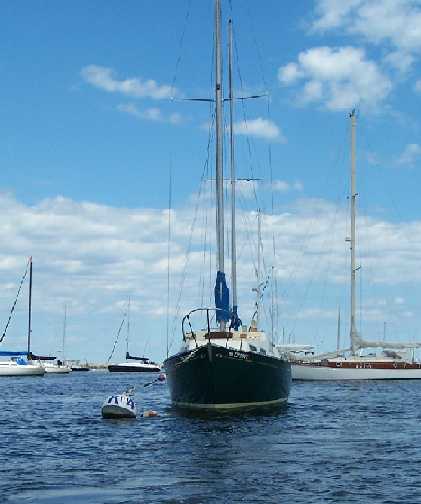 Sea Bee 1.JPG