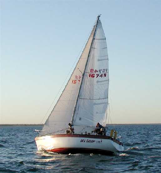 Sea Sharp 1