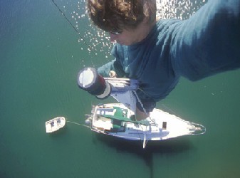 Avocet masthead