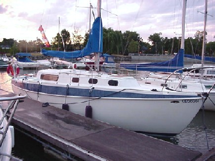 Bald Eagle STARBOARD